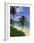 Palm Trees and Beach, Half Moon Bay, Antigua, Leeward Islands, Caribbean, West Indies-John Miller-Framed Photographic Print