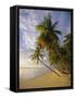 Palm Trees and Beach, Pigeon Point, Tobago, Trinidad and Tobago, West Indies-Gavin Hellier-Framed Stretched Canvas