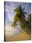 Palm Trees and Beach, Pigeon Point, Tobago, Trinidad and Tobago, West Indies-Gavin Hellier-Stretched Canvas