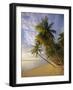 Palm Trees and Beach, Pigeon Point, Tobago, Trinidad and Tobago, West Indies-Gavin Hellier-Framed Photographic Print