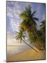 Palm Trees and Beach, Pigeon Point, Tobago, Trinidad and Tobago, West Indies-Gavin Hellier-Mounted Photographic Print