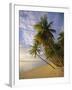 Palm Trees and Beach, Pigeon Point, Tobago, Trinidad and Tobago, West Indies-Gavin Hellier-Framed Photographic Print