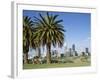 Palm Trees and City Skyline, Perth, Western Australia, Australia-Peter Scholey-Framed Photographic Print