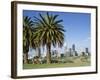 Palm Trees and City Skyline, Perth, Western Australia, Australia-Peter Scholey-Framed Photographic Print