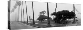 Palm Trees and Fog, San Diego, California-null-Stretched Canvas