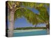 Palm Trees and Lagoon, Musket Cove Island Resort, Malolo Lailai Island, Mamanuca Islands, Fiji-David Wall-Stretched Canvas