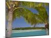 Palm Trees and Lagoon, Musket Cove Island Resort, Malolo Lailai Island, Mamanuca Islands, Fiji-David Wall-Mounted Premium Photographic Print