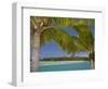 Palm Trees and Lagoon, Musket Cove Island Resort, Malolo Lailai Island, Mamanuca Islands, Fiji-David Wall-Framed Photographic Print