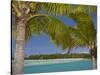 Palm Trees and Lagoon, Musket Cove Island Resort, Malolo Lailai Island, Mamanuca Islands, Fiji-David Wall-Stretched Canvas
