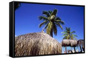 Palm Trees and Palapa Umbrellas Palm Beach Aruba-George Oze-Framed Stretched Canvas