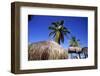 Palm Trees and Palapa Umbrellas Palm Beach Aruba-George Oze-Framed Photographic Print