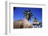 Palm Trees and Palapa Umbrellas Palm Beach Aruba-George Oze-Framed Photographic Print