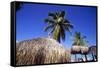 Palm Trees and Palapa Umbrellas Palm Beach Aruba-George Oze-Framed Stretched Canvas