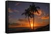 Palm Trees and Setting Sun, Kauai Hawaii-Vincent James-Framed Stretched Canvas