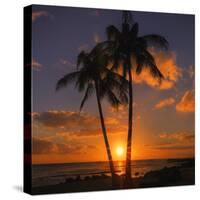 Palm Trees and Setting Sun (Square), Kauai Hawaii-Vincent James-Stretched Canvas