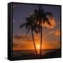 Palm Trees and Setting Sun (Square), Kauai Hawaii-Vincent James-Framed Stretched Canvas