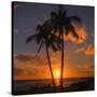 Palm Trees and Setting Sun (Square), Kauai Hawaii-Vincent James-Stretched Canvas