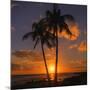 Palm Trees and Setting Sun (Square), Kauai Hawaii-Vincent James-Mounted Photographic Print