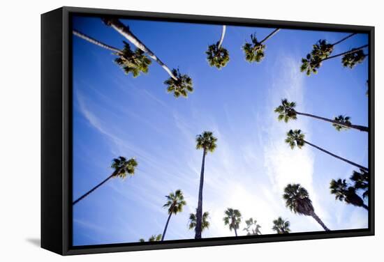 Palm Trees and Sky in Santa Barbara California-Bennett Barthelemy-Framed Stretched Canvas