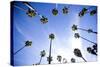 Palm Trees and Sky in Santa Barbara California-Bennett Barthelemy-Stretched Canvas