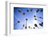 Palm Trees and Sky in Santa Barbara California-Bennett Barthelemy-Framed Photographic Print