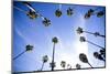 Palm Trees and Sky in Santa Barbara California-Bennett Barthelemy-Mounted Photographic Print