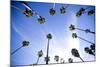 Palm Trees and Sky in Santa Barbara California-Bennett Barthelemy-Mounted Photographic Print