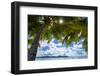 Palm Trees and Tropical Beach, La Digue, Seychelles-Jon Arnold-Framed Photographic Print