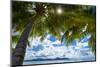 Palm Trees and Tropical Beach, La Digue, Seychelles-Jon Arnold-Mounted Photographic Print