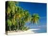 Palm Trees and Tropical Beach, Maldive Islands, Indian Ocean-Steve Vidler-Stretched Canvas