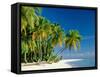 Palm Trees and Tropical Beach, Maldive Islands, Indian Ocean-Steve Vidler-Framed Stretched Canvas