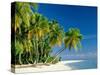 Palm Trees and Tropical Beach, Maldive Islands, Indian Ocean-Steve Vidler-Stretched Canvas