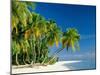 Palm Trees and Tropical Beach, Maldive Islands, Indian Ocean-Steve Vidler-Mounted Photographic Print