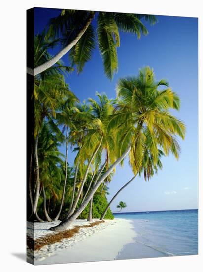 Palm Trees and Tropical Beach, Maldive Islands, Indian Ocean-Steve Vidler-Stretched Canvas