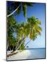 Palm Trees and Tropical Beach, Maldive Islands, Indian Ocean-Steve Vidler-Mounted Photographic Print