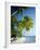 Palm Trees and Tropical Beach, Maldive Islands, Indian Ocean-Steve Vidler-Framed Photographic Print
