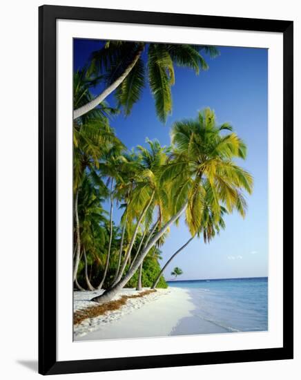 Palm Trees and Tropical Beach, Maldive Islands, Indian Ocean-Steve Vidler-Framed Photographic Print