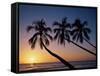 Palm Trees and Tropical Beach, Maldive Islands, Indian Ocean-Steve Vidler-Framed Stretched Canvas