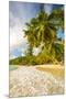 Palm Trees and Tropical Beach, Southern Mahe, Seychelles-Jon Arnold-Mounted Premium Photographic Print
