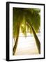 Palm Trees and Tropical Beach, Southern Mahe, Seychelles-Jon Arnold-Framed Photographic Print