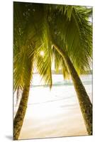 Palm Trees and Tropical Beach, Southern Mahe, Seychelles-Jon Arnold-Mounted Premium Photographic Print