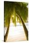 Palm Trees and Tropical Beach, Southern Mahe, Seychelles-Jon Arnold-Stretched Canvas