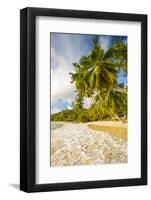 Palm Trees and Tropical Beach, Southern Mahe, Seychelles-Jon Arnold-Framed Photographic Print