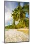 Palm Trees and Tropical Beach, Southern Mahe, Seychelles-Jon Arnold-Mounted Photographic Print