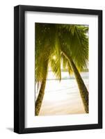 Palm Trees and Tropical Beach, Southern Mahe, Seychelles-Jon Arnold-Framed Photographic Print