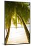 Palm Trees and Tropical Beach, Southern Mahe, Seychelles-Jon Arnold-Mounted Photographic Print