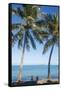 Palm trees, Anse Vata beach, Noumea, New Caledonia, Pacific-Michael Runkel-Framed Stretched Canvas