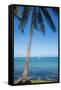 Palm trees, Anse Vata beach, Noumea, New Caledonia, Pacific-Michael Runkel-Framed Stretched Canvas