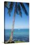 Palm trees, Anse Vata beach, Noumea, New Caledonia, Pacific-Michael Runkel-Stretched Canvas