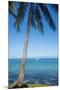 Palm trees, Anse Vata beach, Noumea, New Caledonia, Pacific-Michael Runkel-Mounted Premium Photographic Print